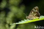 Speckled Wood (Pararge aegeria)