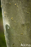 Vogelkersstippelmot (Yponomeuta evonymella)