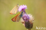 european skipper (Thymelicus lineola)