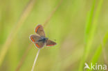 Brown Argus (Aricia agestis)