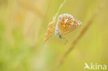 Bruin blauwtje (Aricia agestis)