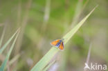 european skipper (Thymelicus lineola)
