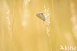 Common Blue (Polyommatus icarus)