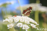 Landkaartje (Araschnia levana)