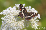 Landkaartje (Araschnia levana)