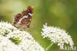 Landkaartje (Araschnia levana)