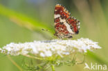 Landkaartje (Araschnia levana)