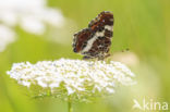 Landkaartje (Araschnia levana)