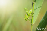 Great Green Bush-cricket (Tettigonia viridissima)