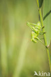 Grote groene sabelsprinkhaan (Tettigonia viridissima)