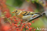 Brambling (Fringilla montifringilla)