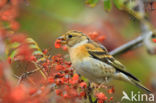 Brambling (Fringilla montifringilla)