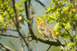 Yellowhammer (Emberiza citrinella)