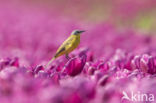 Yellow Wagtail (Motacilla flava)