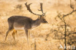 Fallow Deer (Dama dama)