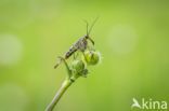 Schorpioenvlieg (Panorpa communis)