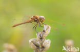 Steenrode heidelibel (Sympetrum vulgatum)