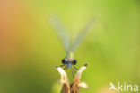 Green Emerald Damselfly (Lestes viridis)