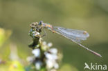 Green Emerald Damselfly (Lestes viridis)