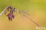 Green Emerald Damselfly (Lestes viridis)