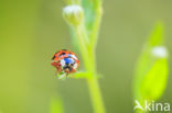 ladybird