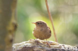 Wren (Troglodytes troglodytes)