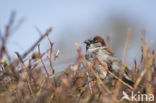 Huismus (Passer domesticus)