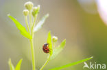 ladybird