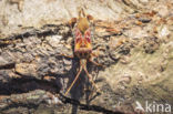 Western conifer seed bug (Leptoglossus occidentalis)