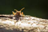 Western conifer seed bug (Leptoglossus occidentalis)