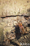 Western conifer seed bug (Leptoglossus occidentalis)