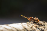 Western conifer seed bug (Leptoglossus occidentalis)