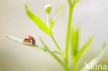 ladybird