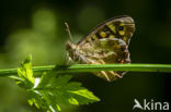 Speckled Wood (Pararge aegeria)