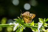 Speckled Wood (Pararge aegeria)