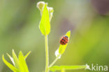 ladybird