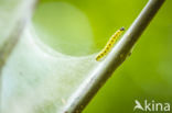 Vogelkersstippelmot (Yponomeuta evonymella)