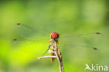 Bloedrode heidelibel (Sympetrum sanguineum)