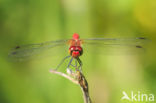 Bloedrode heidelibel (Sympetrum sanguineum)