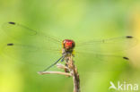 Bloedrode heidelibel (Sympetrum sanguineum)