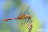 Ruddy Darter (Sympetrum sanguineum)