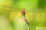 Bloedrode heidelibel (Sympetrum sanguineum)