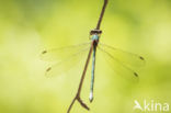 Green Emerald Damselfly (Lestes viridis)