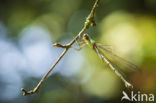 Green Emerald Damselfly (Lestes viridis)