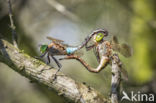 Little emperor dragonfly (Anax parthenope)