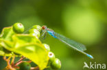 Small Red-eyed damselfly (Erythromma viridulum)