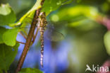 Paardenbijter (Aeshna mixta)