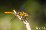 Ruddy Darter (Sympetrum sanguineum)