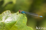 Small Red-eyed damselfly (Erythromma viridulum)