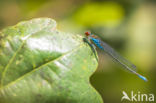 Small Red-eyed damselfly (Erythromma viridulum)